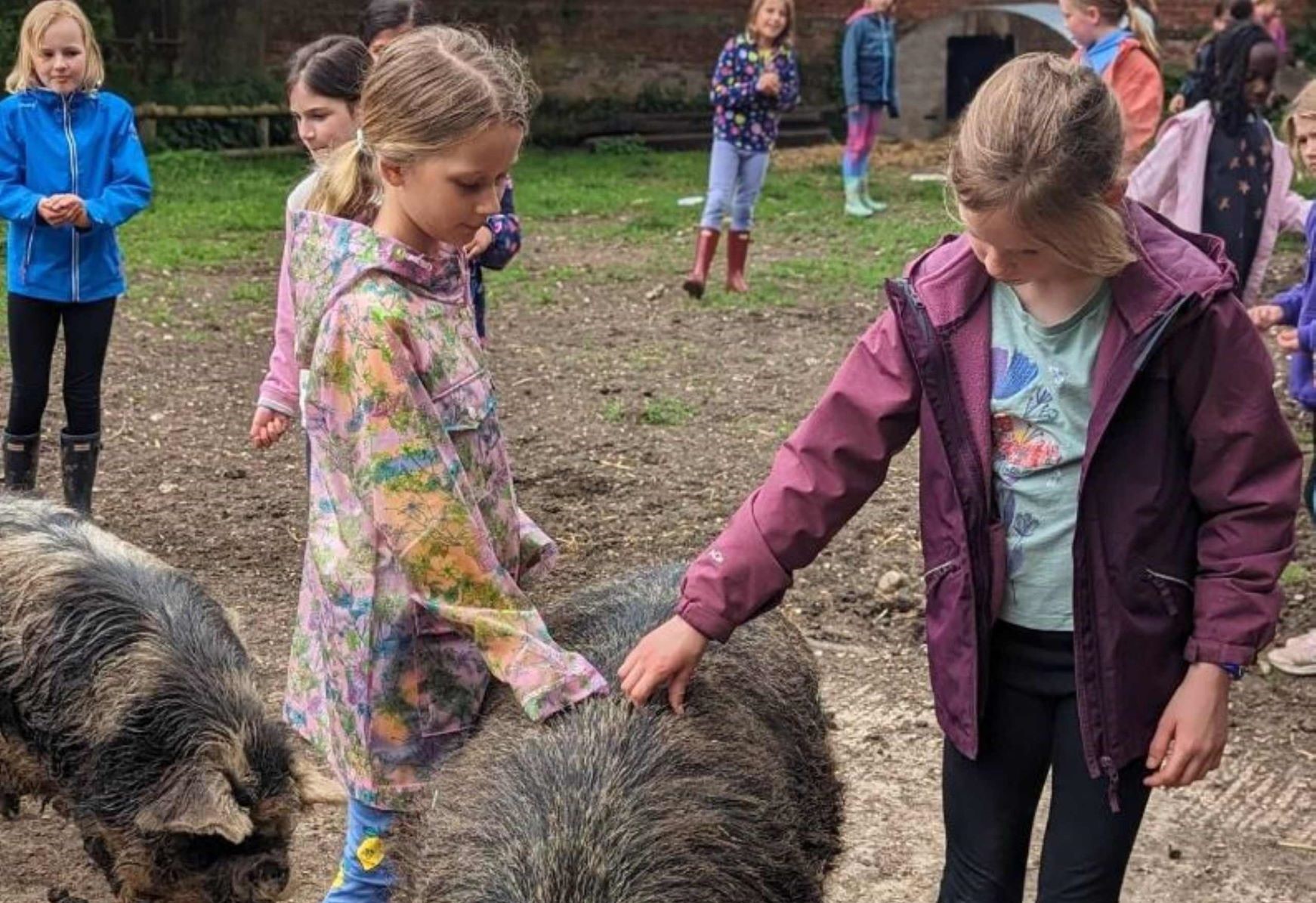 Students petting a pig 